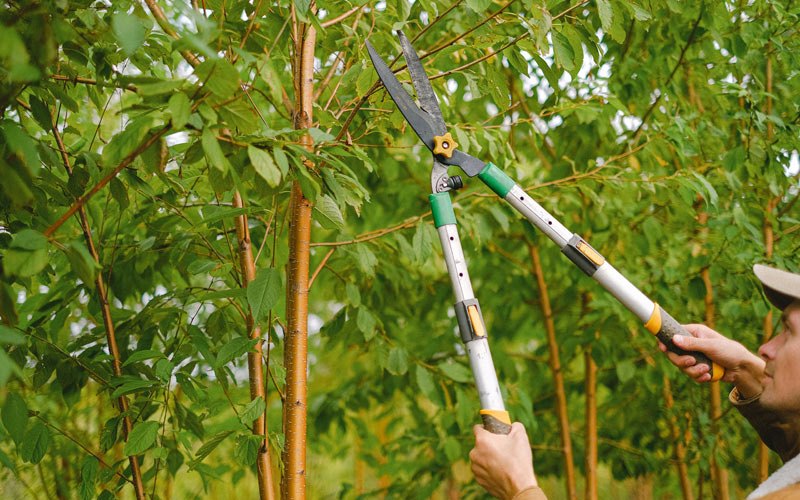 Tree trimming in Wynot, NE